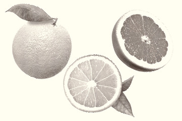Drawn Sketch painting orange and grapefruit painting on white background. Illustration with leaves and grapefruit Black and white
