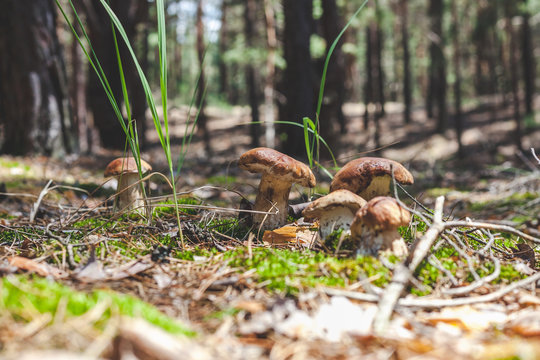 several boletus mushrooms on green moss in forest