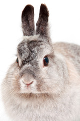 Portrait rabbit close up