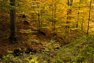 Autumn colors of a forest at Goc mountain, Serbia