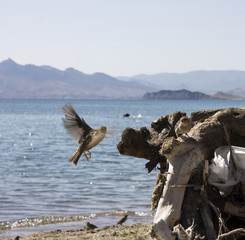 Birds frolic on the beach. Sparrow flies. Ordzhonikidze