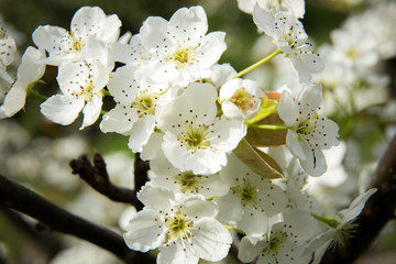 梨の花