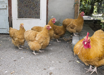 Roosters and chickens rare breeds in taigan park