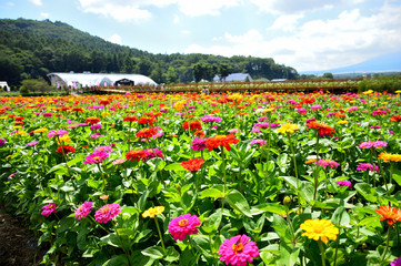 山中湖花の都公園　百日草