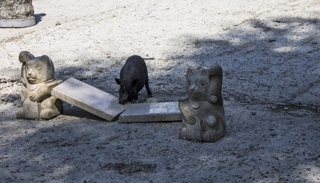 Black Piglet near the sculpture in the park taigan