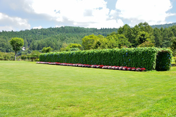 Obraz premium 山中湖花の都公園 花のトンネル