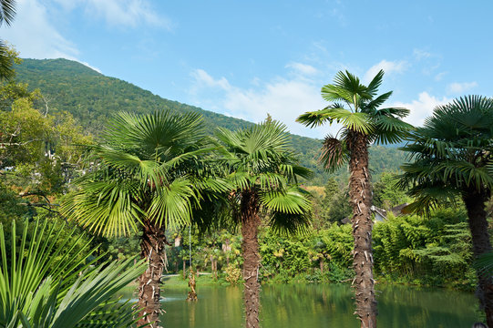 Palm trees in natural park on sunny day