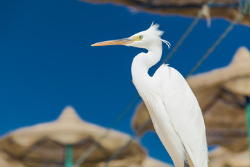 Little Egret - Egretta garzetta
