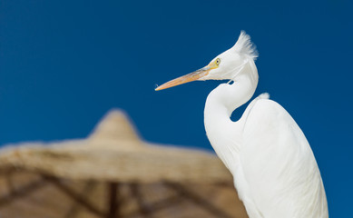 Little Egret - Egretta garzetta