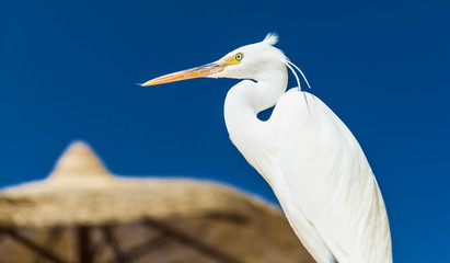 Little Egret - Egretta garzetta