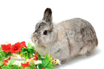 Rabbit with red and green flowers