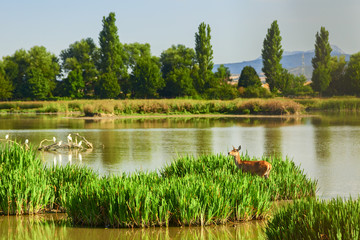 deer in salburua park © lorenzobovi