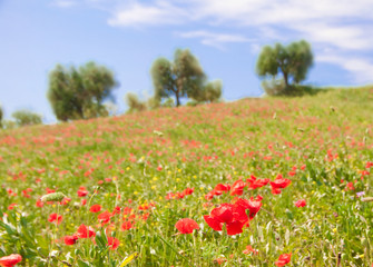 Field of wild poppies