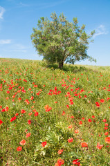 Field of wild poppies