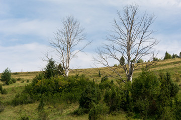 Two dead tree in the meadow in the summer 