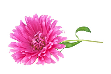 Pink aster isolated on white background