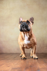 Obraz premium stehende Französische Bulldogge im Studio