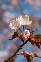 Sakura flowers