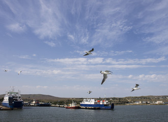 Fototapeta na wymiar Seagulls fly over the beautiful Kerch Strait. Crimea