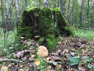 Mushrooms in a autumn forest