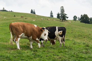 Fototapeta na wymiar Cows in the meadow in the summer 