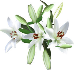 Obraz premium three white lily blooms and many buds