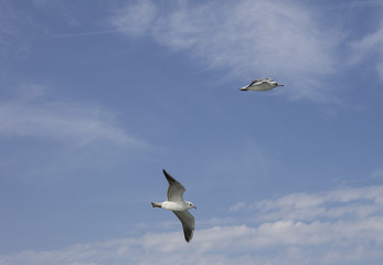 Gulls in the sky over the Black Sea