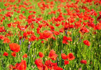 Obraz premium meadow with beautiful red poppy flowers