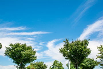 Obraz premium 青空と新緑