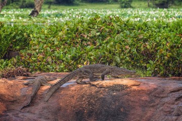 Mugger (Marsh) Crocodile in Yala National Park, Sri Lanka