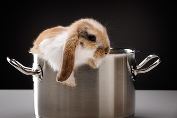hase im kochtopf