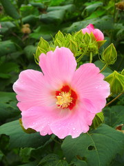 雨上がりの芙蓉の花