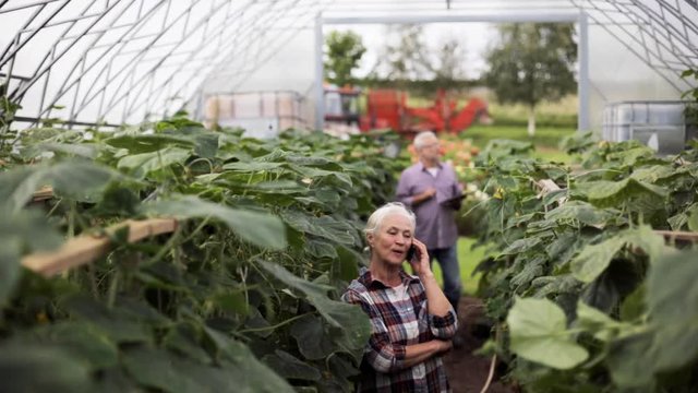 old woman calling on smartphone in farm greenhouse