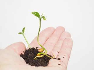 Small plant or tree growing in a tiny pile of fresh soil inside a person's hand