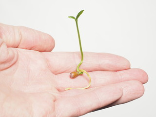 Young seed sprouting into a beautiful young plant, isolated in a person's hand