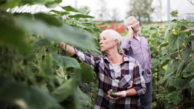 old woman picking cucumbers up at farm greenhouse 