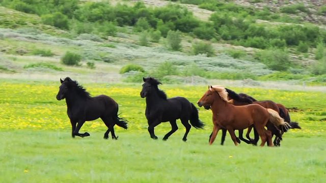 Horses running in the meadow of Iceland in summer HD
