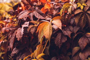 Autumn Virginia Creeper