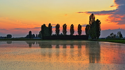 Fototapeta premium Rice field at sunset