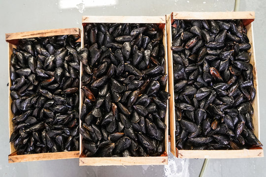 Steamed Mussels