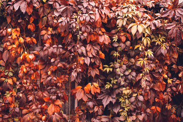 Autumn Virginia Creeper