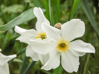 Narcissus