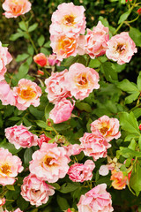 Obraz premium Rose Jean Cocteau floribunda, salmon-pink flowers