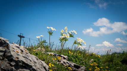 Sommerblumen auf dem Berg