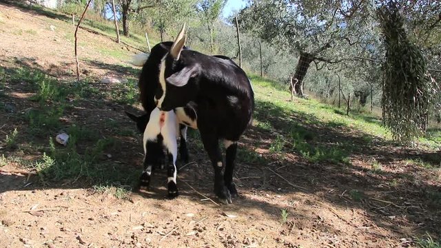 Capretta nana tibetana gioca con la mamma