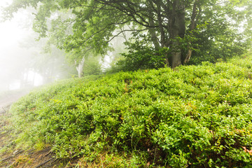 Tree in the fog surrounded by blueberry bushes
