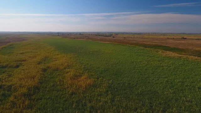 Aerial video: Drone flying over green reeds.