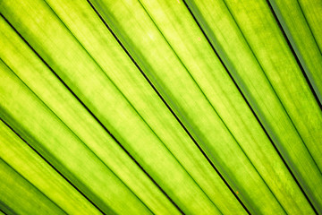 The sun shines through the beautiful green leaves spreading. Natural textured background