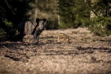 Wild boar female with little piglet in the forest/wild animal in the nature habitat/Czech Republic
