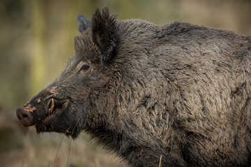 Wild boar male in the forest/wild animal in the nature habitat/Czech Republic